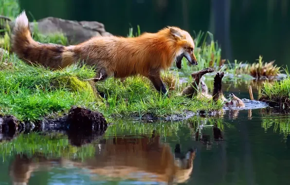 Picture grass, light, river, stream, the game, Fox, Fox, Fox