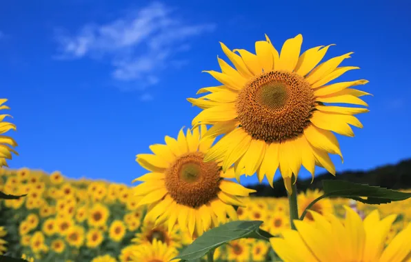 Field, the sky, leaves, flowers, sunflower, petals