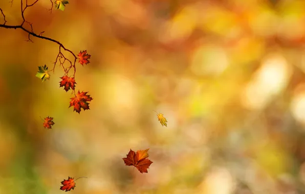 Picture autumn, leaves, branches, maple