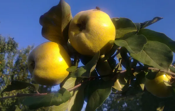Autumn, leaves, fly, September, quince