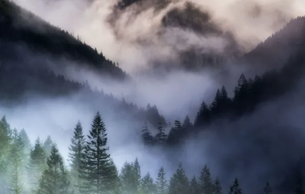 Picture forest, clouds, trees, nature, fog