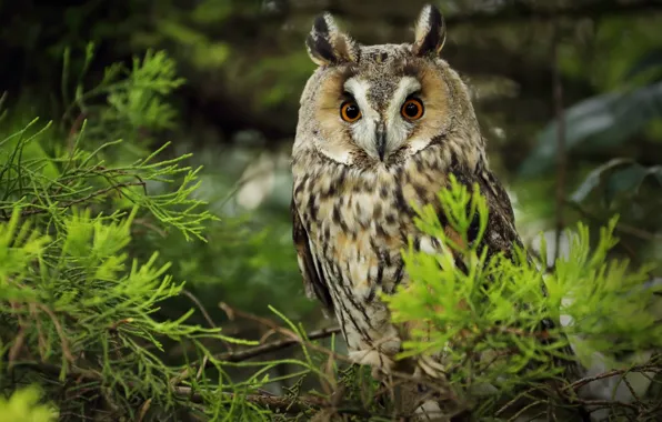 Look, branches, tree, owl, bird, needles, owl, long-eared owl