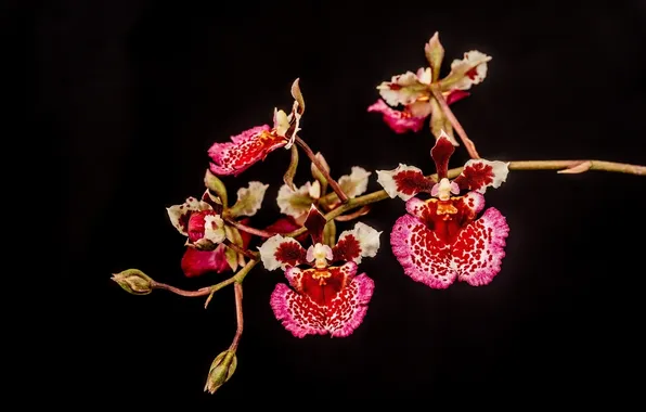 Bright, the dark background, pink, branch, petals, orchids, motley
