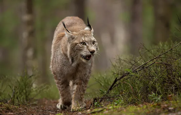 Forest, nature, animal, predator, wild cat, Lynx