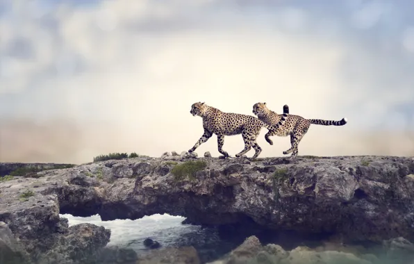 Nature, stream, stones, predators, pair, cheetahs