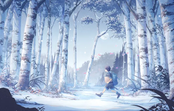 Picture forest, boy, birch