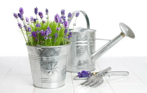 Flowers, bucket, lake, lavender