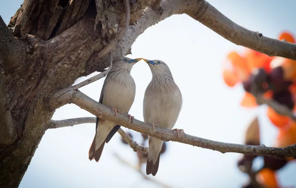Picture birds, a couple, the Siberian Starling