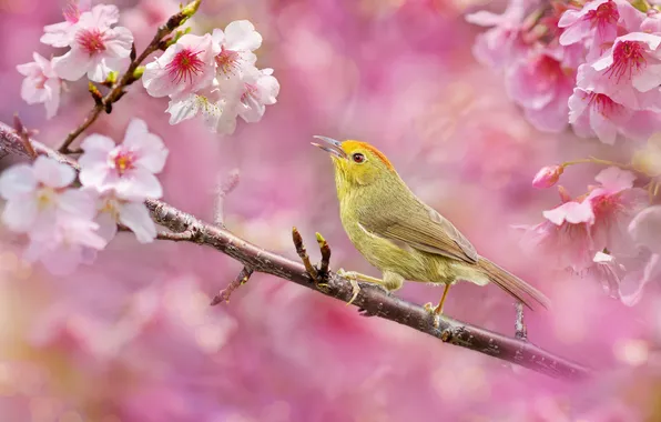Flowers, branches, bird, spring, Sakura, pink, flowering, yellow