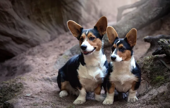 Dogs, nature, Corgi