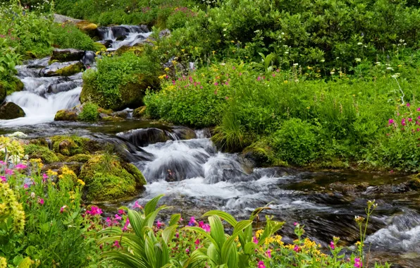 Greens, grass, flowers, stream, stones, moss, USA, the bushes
