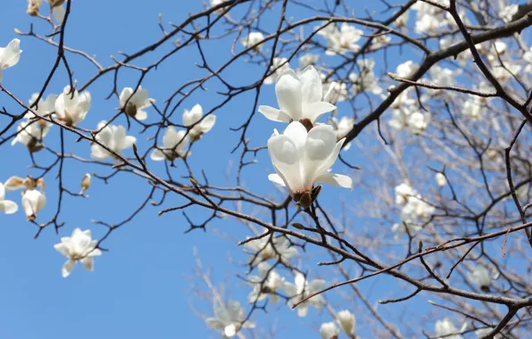 Flowers, branches, tree, spring, white, buds, flowering, Magnolia