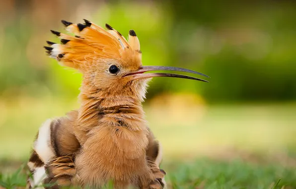 Picture bird, feathers, beak, bokeh, Удод