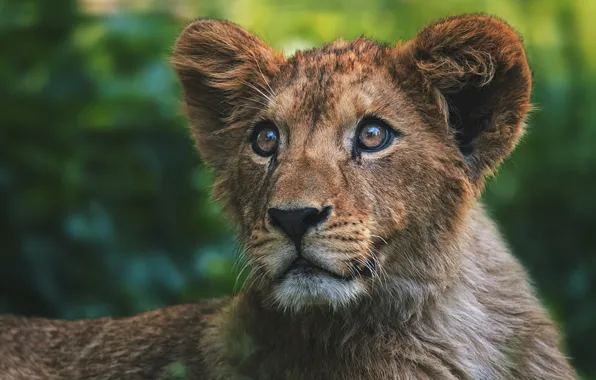 Picture look, face, background, portrait, Leo, baby, lion, lion