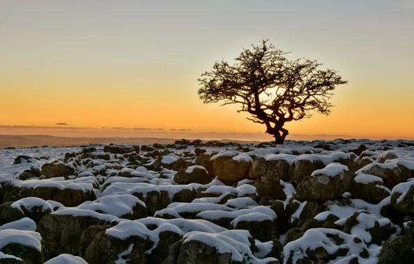 The sky, snow, sunset, stones, tree, England, North Yorkshire, Twisleton Scar