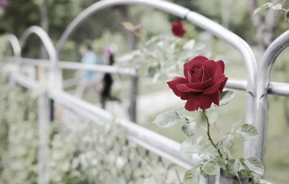 Flowers, the fence, roses