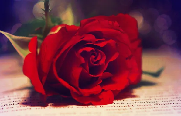 Macro, red, roses, blur, book