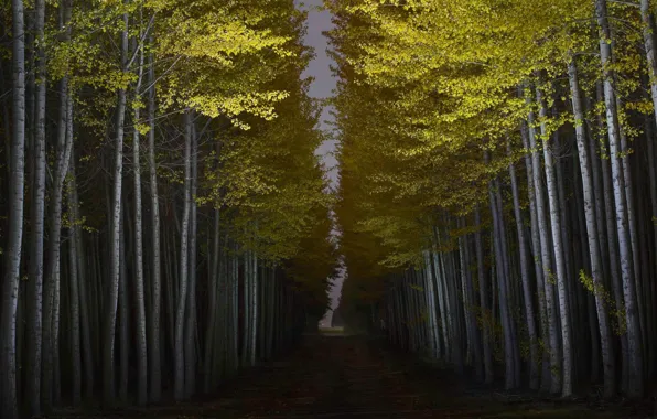 Forest, light, night, Oregon, USA, derevya, Boardman Tree Farm, Boardman