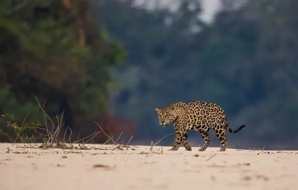 Picture sand, trees, nature, Jaguar, walk