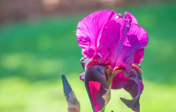 Macro, petals, stem, iris