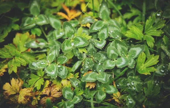 Nature, Plant, Nature, Grass, Green, Autumn, Natural, Drops