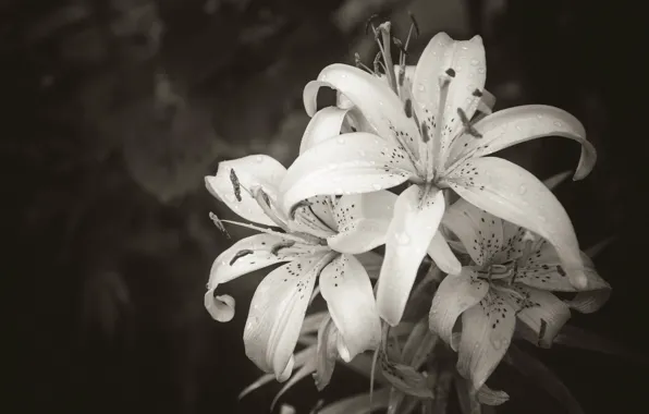 Picture flowers, Lily, black and white