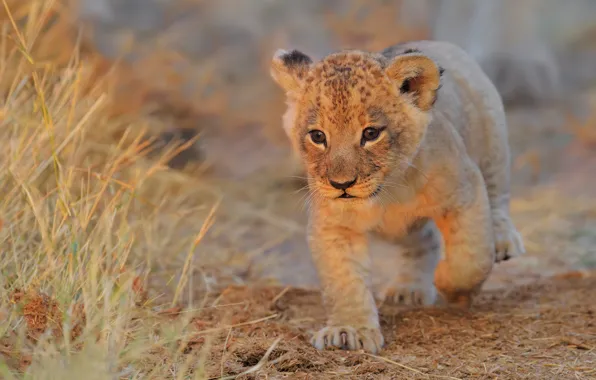 Grass, cub, kitty, lion