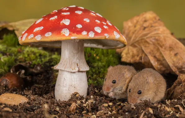 Leaves, nature, mushroom, moss, mushroom, pair, mouse