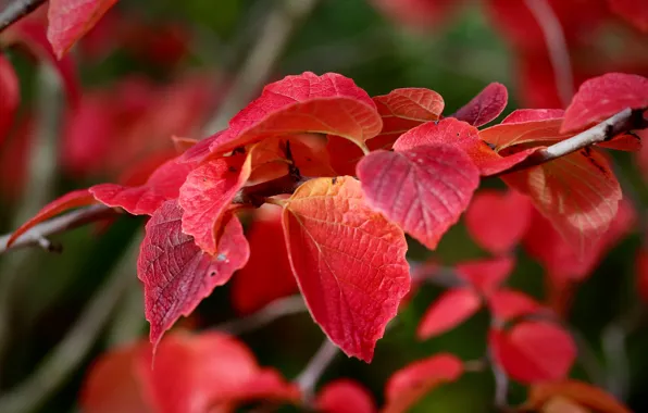 Autumn, foliage, bright, branch, red, the colors of autumn, bokeh, autumn leaves