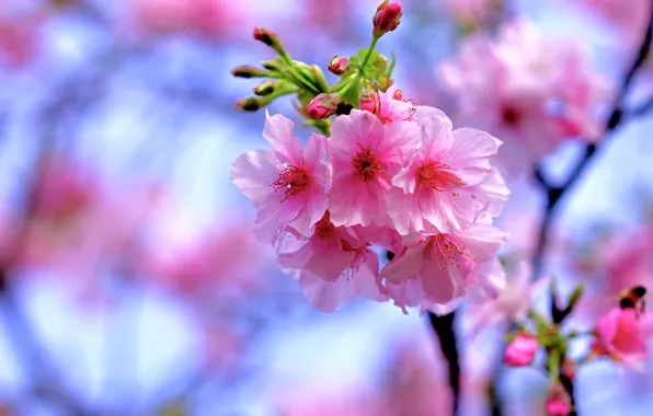 Picture branch, spring, Sakura