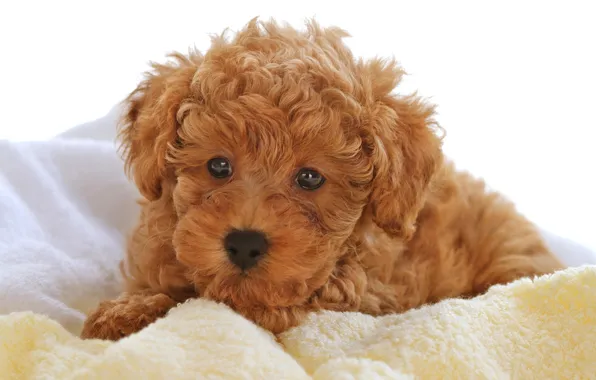 Baby, puppy, curly