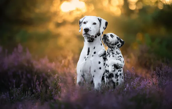 Dogs, summer, look, light, flowers, nature, pose, glade