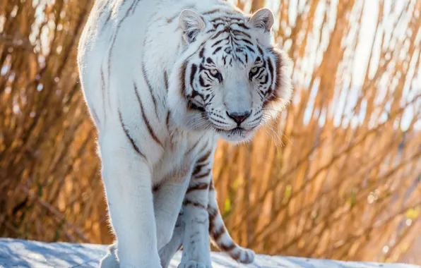 Picture white, tiger, handsome