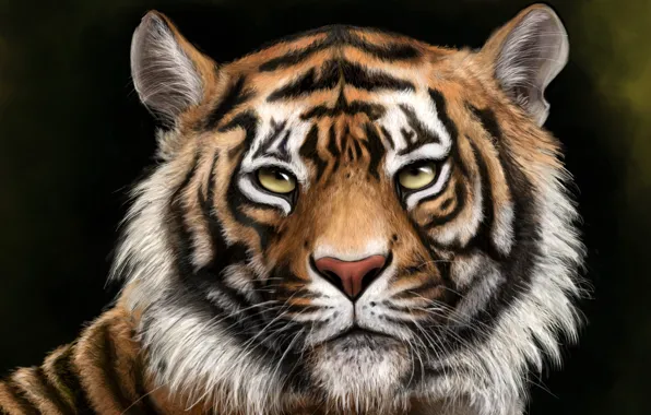Picture face, tiger, background, figure, predator, art