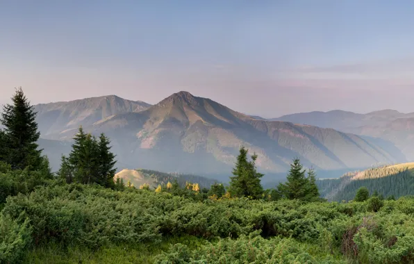 Nature, Mountains, Spruce, The bushes, Landscape, Ukraine, Carpathians