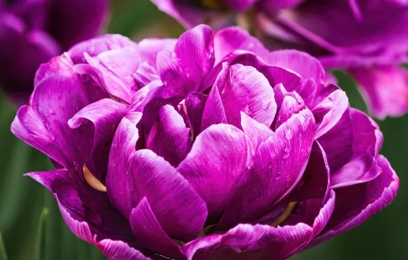 Flower, macro, lilac, Tulip, spring, petals, Terry