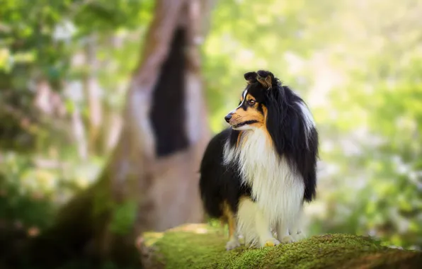 Picture look, light, nature, background, tree, moss, dog, wool