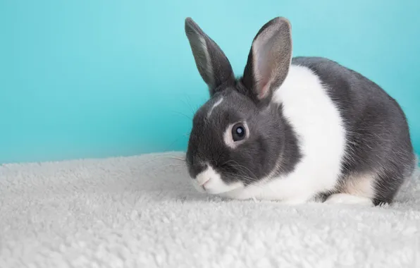 Look, wall, hare, rabbit, fur, face, Bunny, blue background