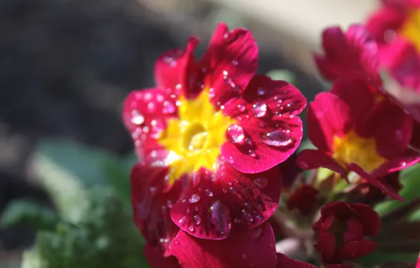 Water, drops, Shine, beauty, Bud, Primula