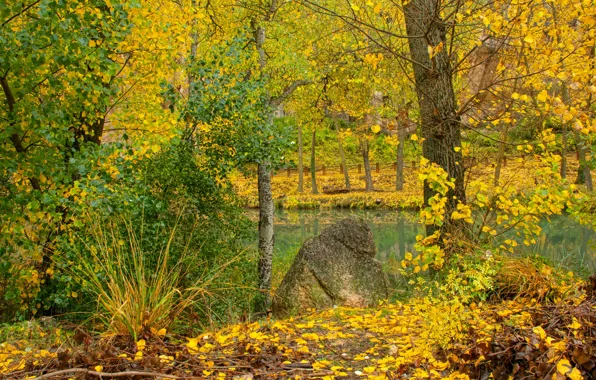 Picture Autumn, Forest, Fall, Foliage, River, Autumn, Colors, River