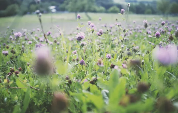 Picture summer, grass, clover