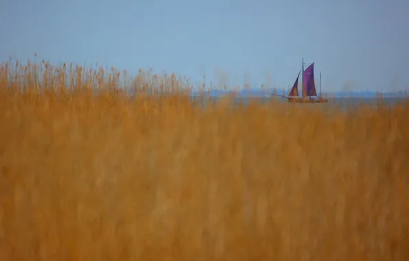 Picture the sky, grass, lake, boat, plants, sail