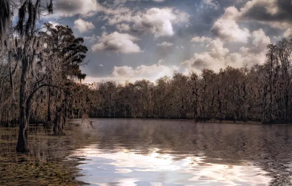 Trees, landscape, nature, river