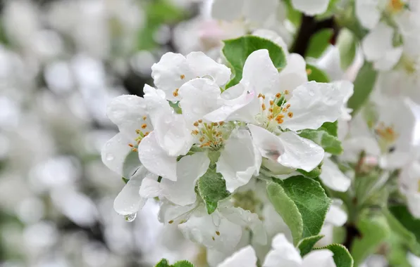 Picture macro, tree, spring, Apple