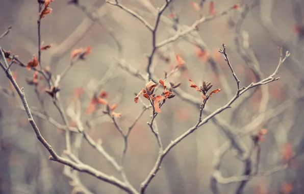 Macro, branches, nature