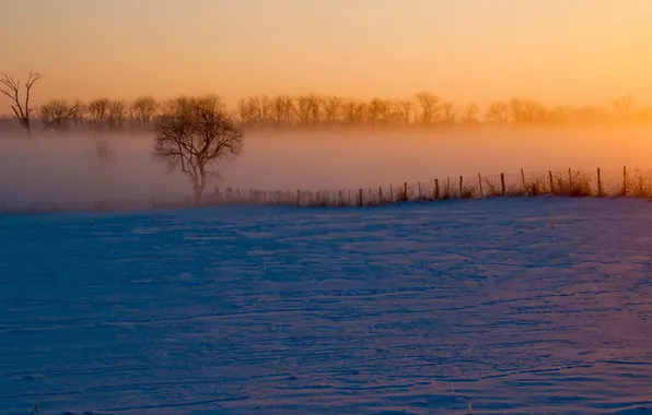 Winter, landscape, fog