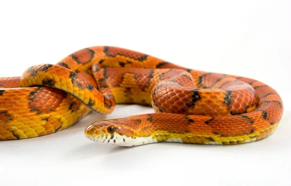 Macro, snake, orange, light background