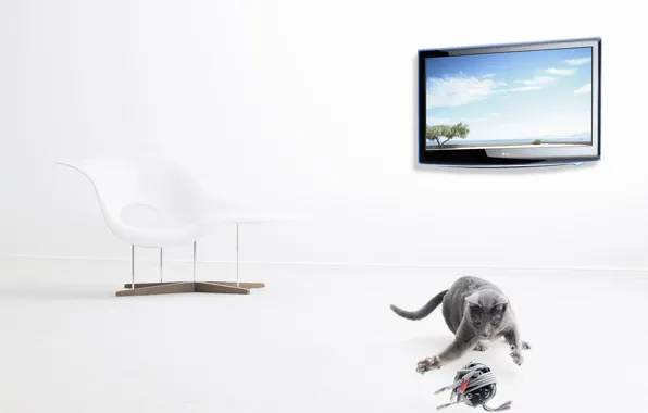 Tangle, TV, grey cat, Christophe Gilbert, contemporary chair