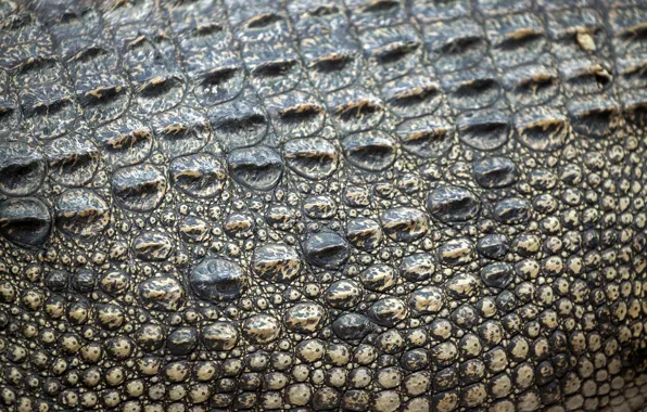 Picture leather, crocodile, texture, leather, crocodile, skin