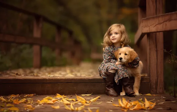 Picture autumn, leaves, bridge, girl, puppy, Retriever
